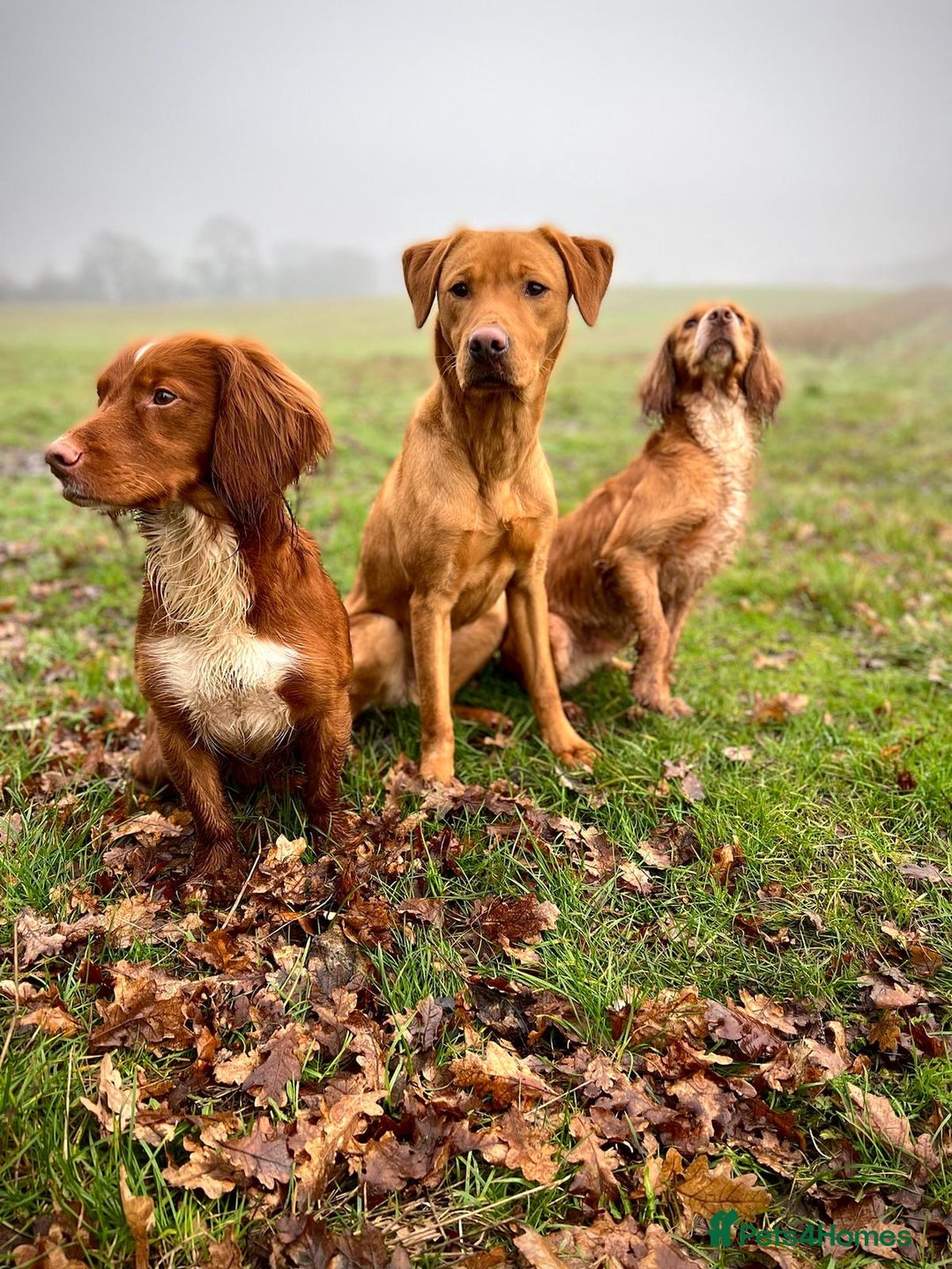 Cocker Spaniel dogs for sale: Working Cocker Spaniel Puppies  - Image 6