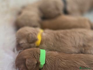 Cavapoo dogs F1B Toy Cavapoo Puppies - Advert 17