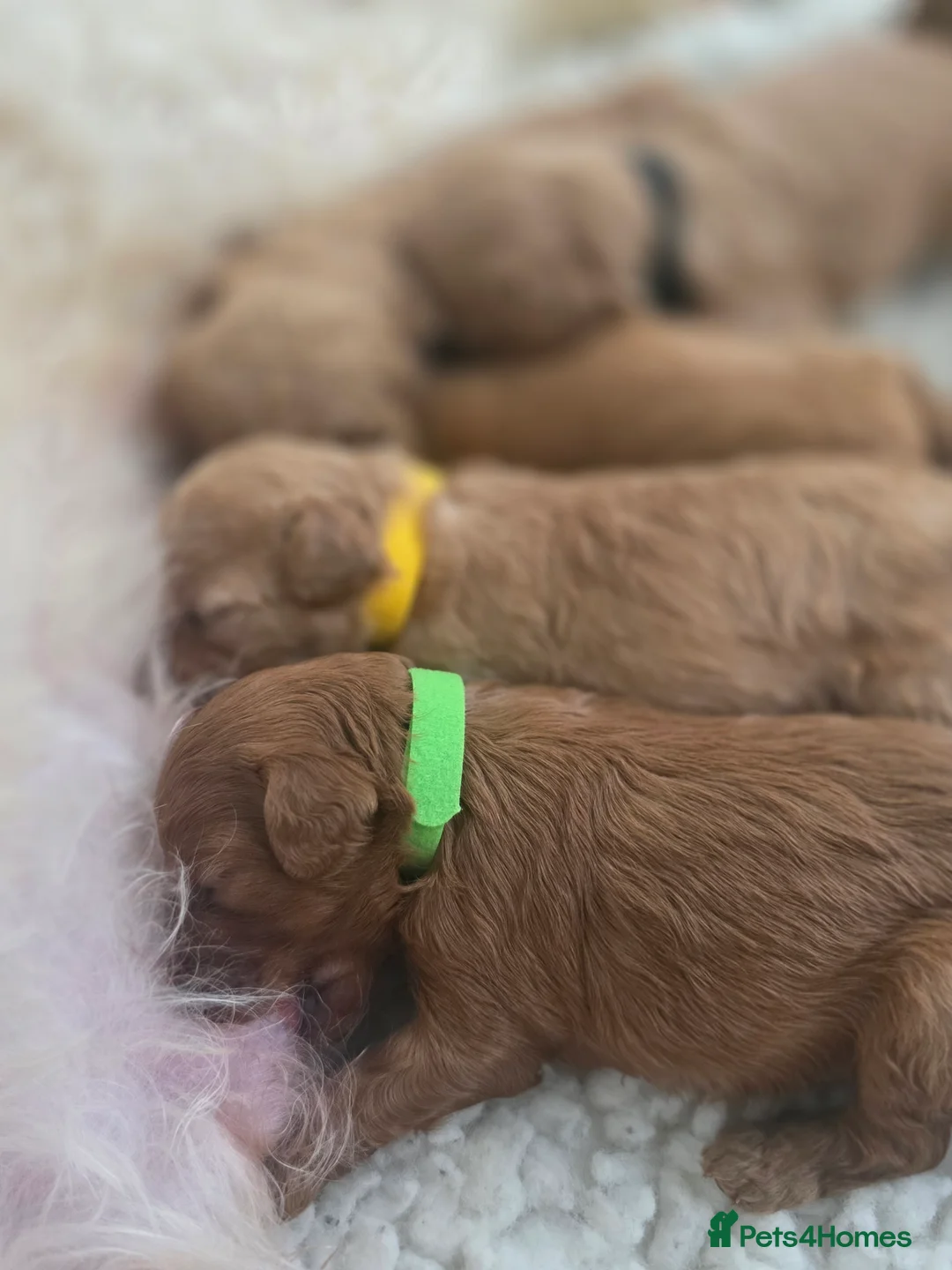 Cavapoo dogs for sale: F1B Toy Cavapoo Puppies - Advert 1