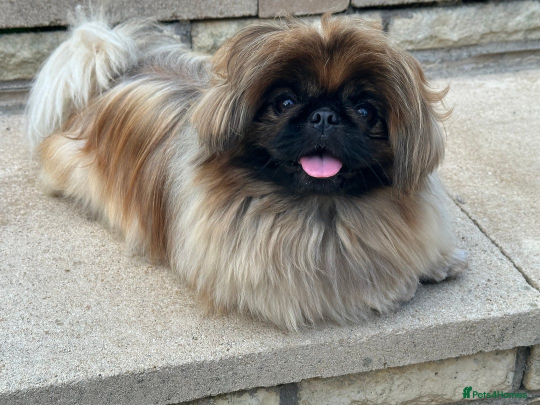 Pekingese dogs for sale: LAST PEKINGESE GIRL AVAILABLE FULLY VACCINATED - Image 15