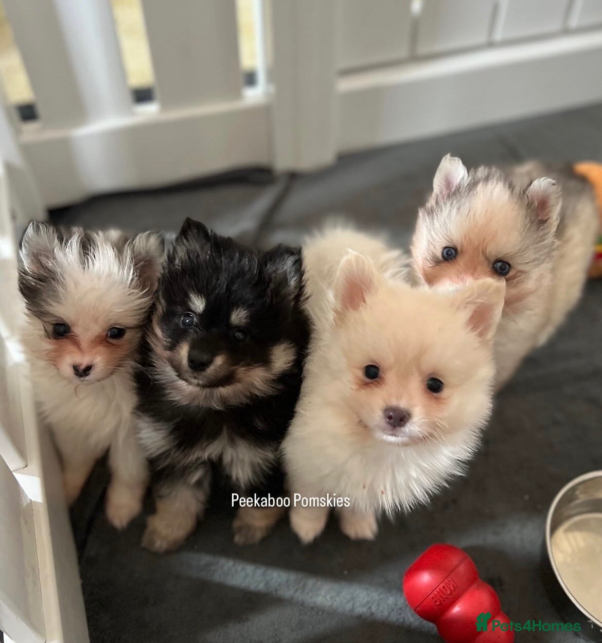 Pomsky dogs Pomsky Puppies - Advert 5
