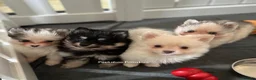 Pomsky dogs for sale: Pomsky Puppies - Advert 14