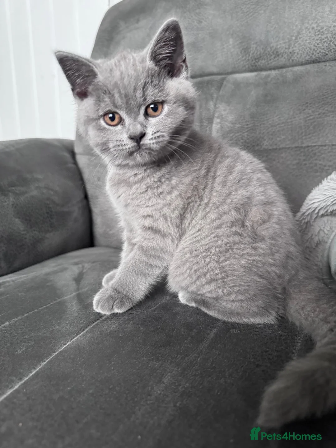 British Shorthair cats for sale: British shorthair kittens  in Nuneaton - Advert 2