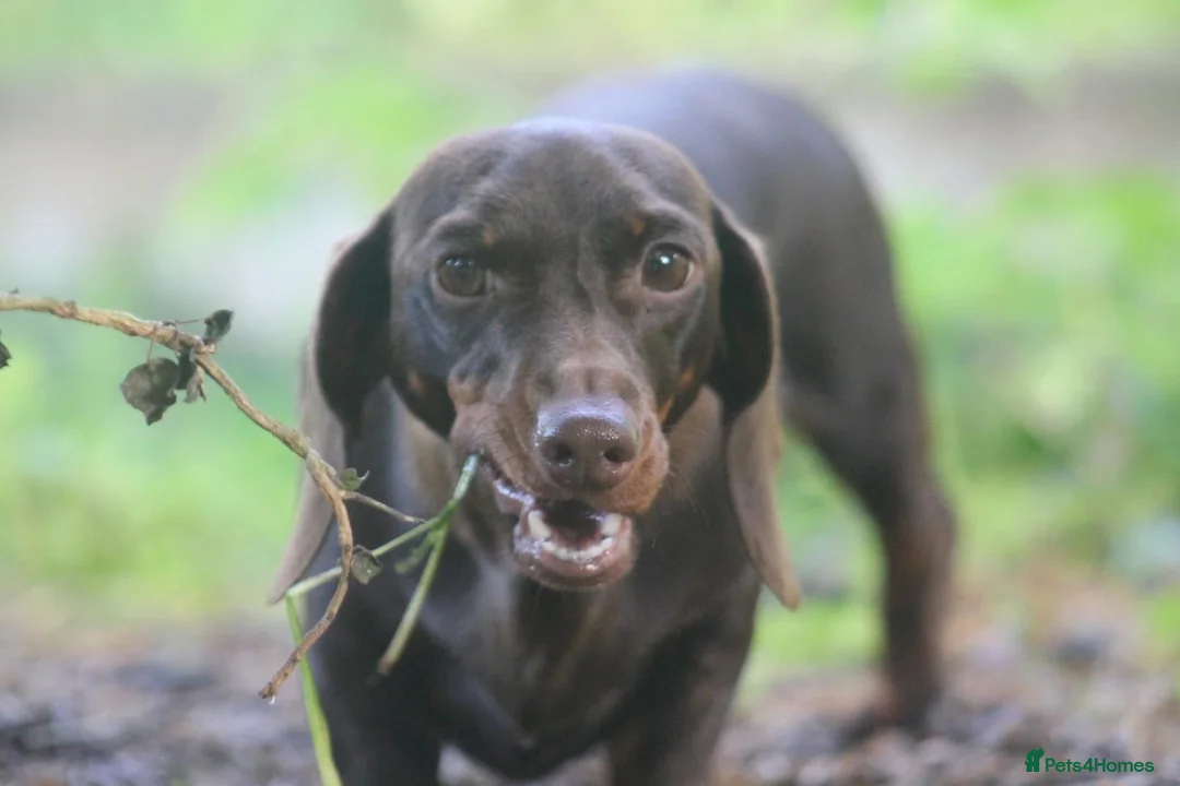 Miniature Dachshund dogs for sale: Two adult female Dachshunds  - Advert 5