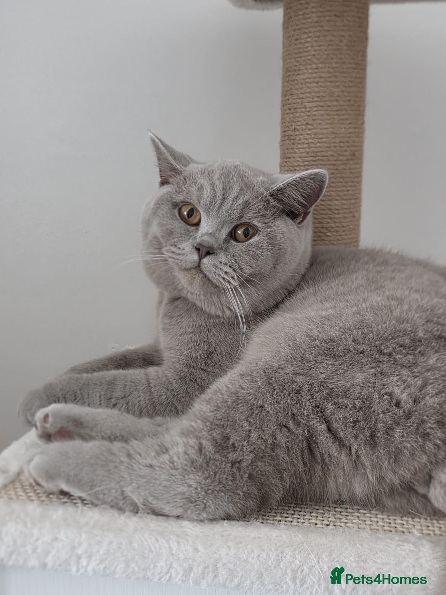 British Shorthair cats Male lilac British Shorthair  - Advert 5