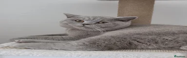 Miso