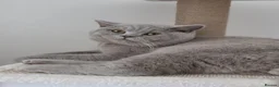British Shorthair cats for sale: Male lilac British Shorthair  in Walsall - Advert 1