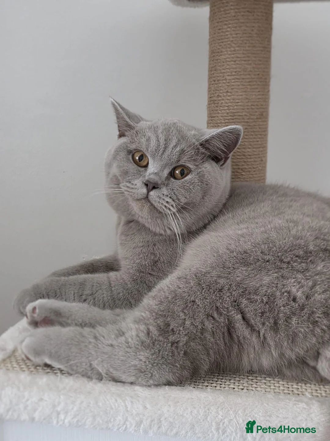 British Shorthair cats for sale: Male lilac British Shorthair  in Walsall - Advert 1