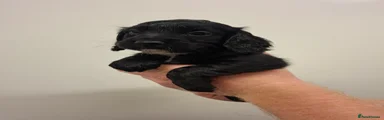 Cocker Spaniel 3