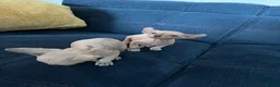 Sphynx cats for sale: Beautiful Blue-Eyed Sphynx Kittens – Ready Now - Advert 7