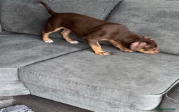 Mixed Breed dogs for sale: Second generation Female bull lurcher  - Image 3