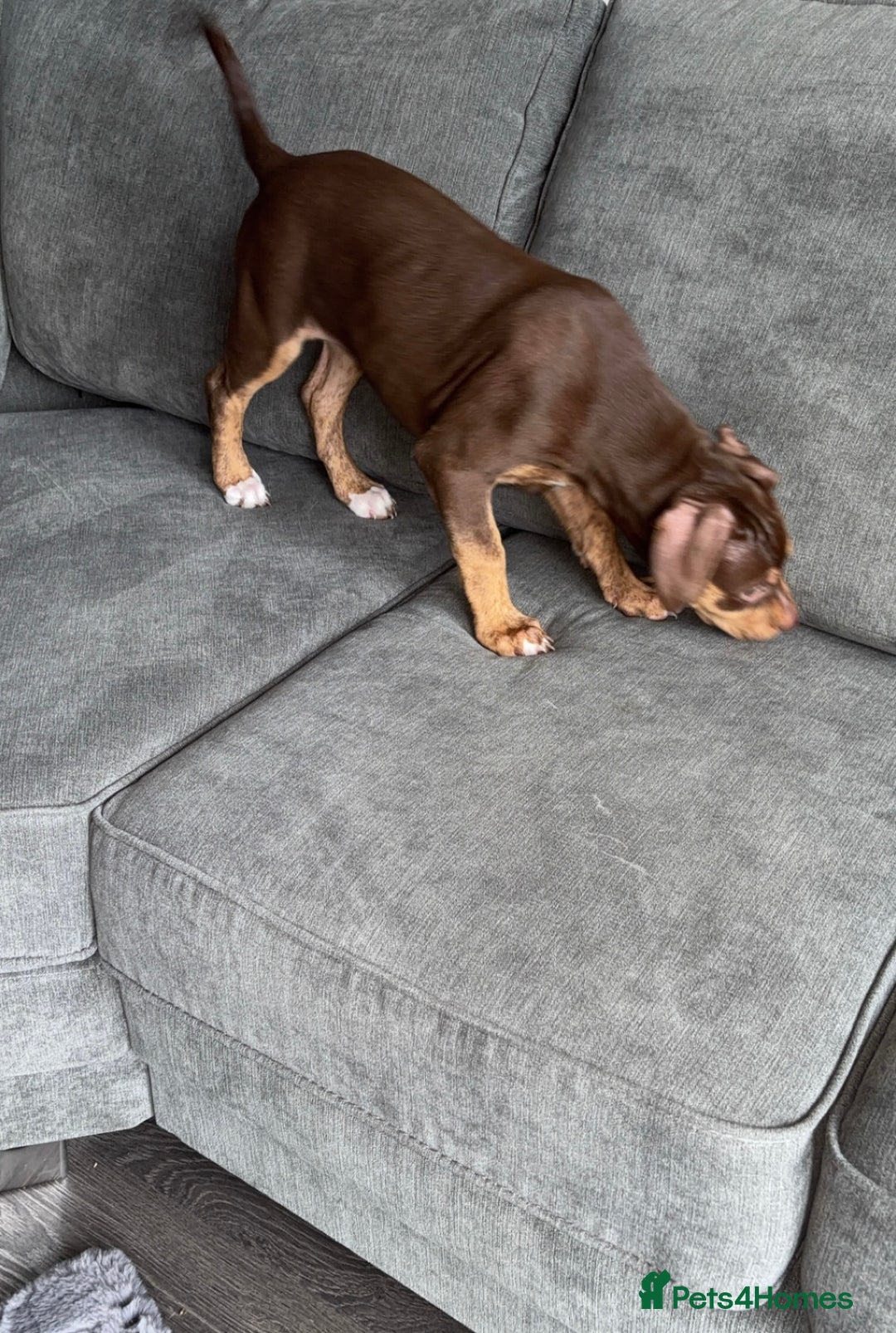 Mixed Breed dogs for sale: Second generation Female bull lurcher  - Image 3