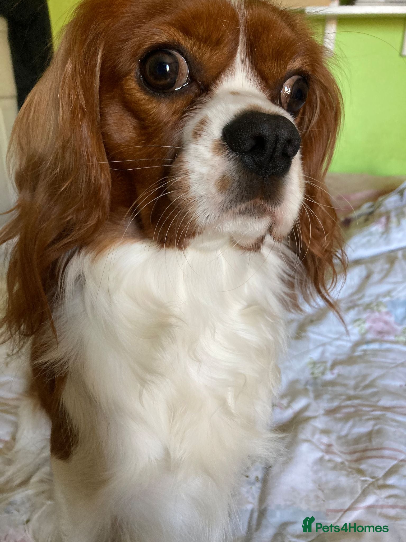 Cavalier King Charles Spaniel dogs Cavalier King Charles Spaniel Dogs for stud - Advert 1