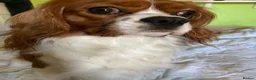 Cavalier King Charles Spaniel dogs for stud: Cavalier King Charles Spaniel Dogs for stud - Advert 1