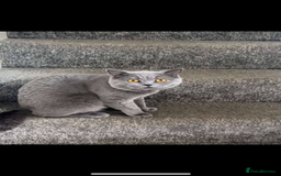 British Shorthair cats for sale: British short hair kittens  - Image 21