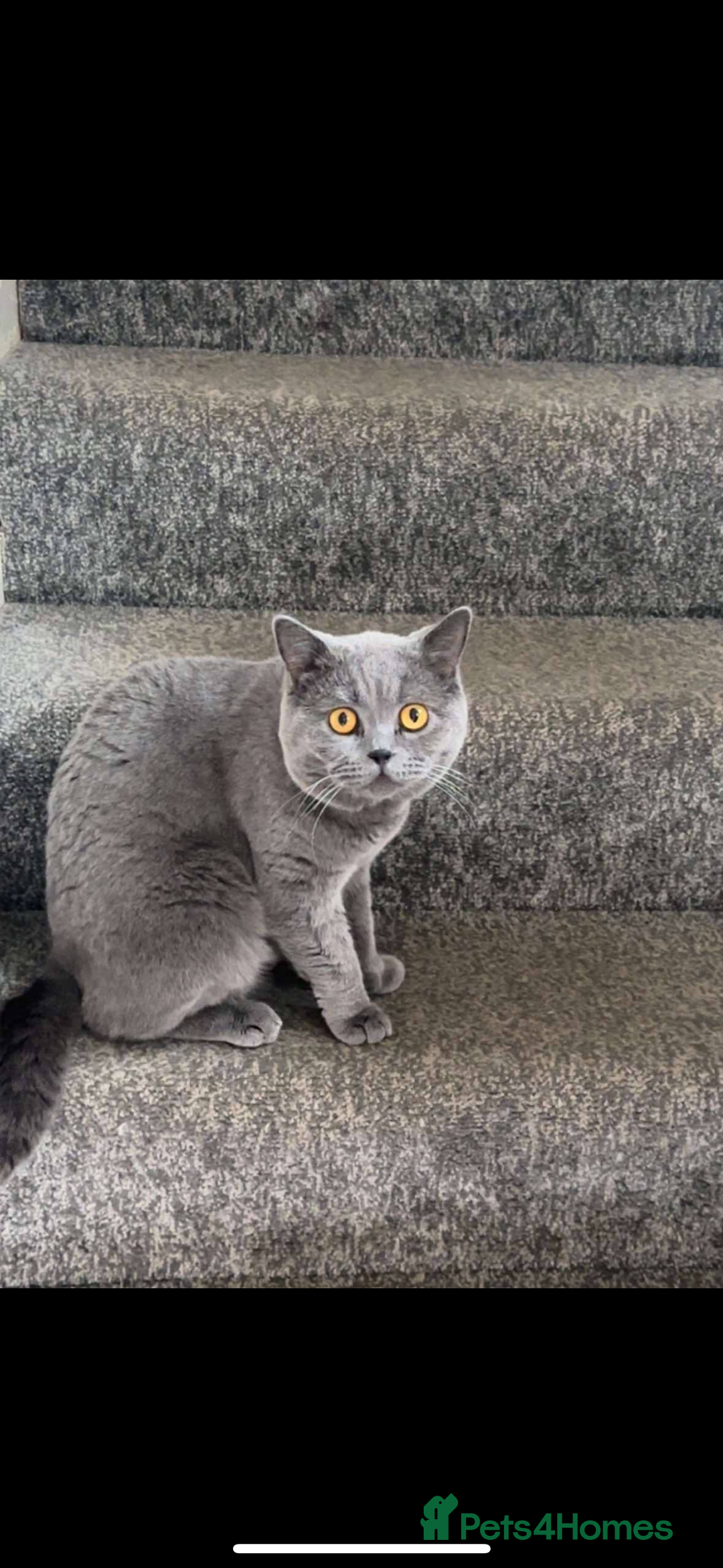 British Shorthair cats for sale: British short hair kittens  - Image 21
