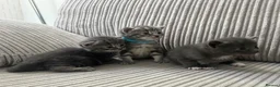 Domestic Shorthair cats for sale: Beautiful Grey blue kittens & grey tabbies x 7 - Advert 9