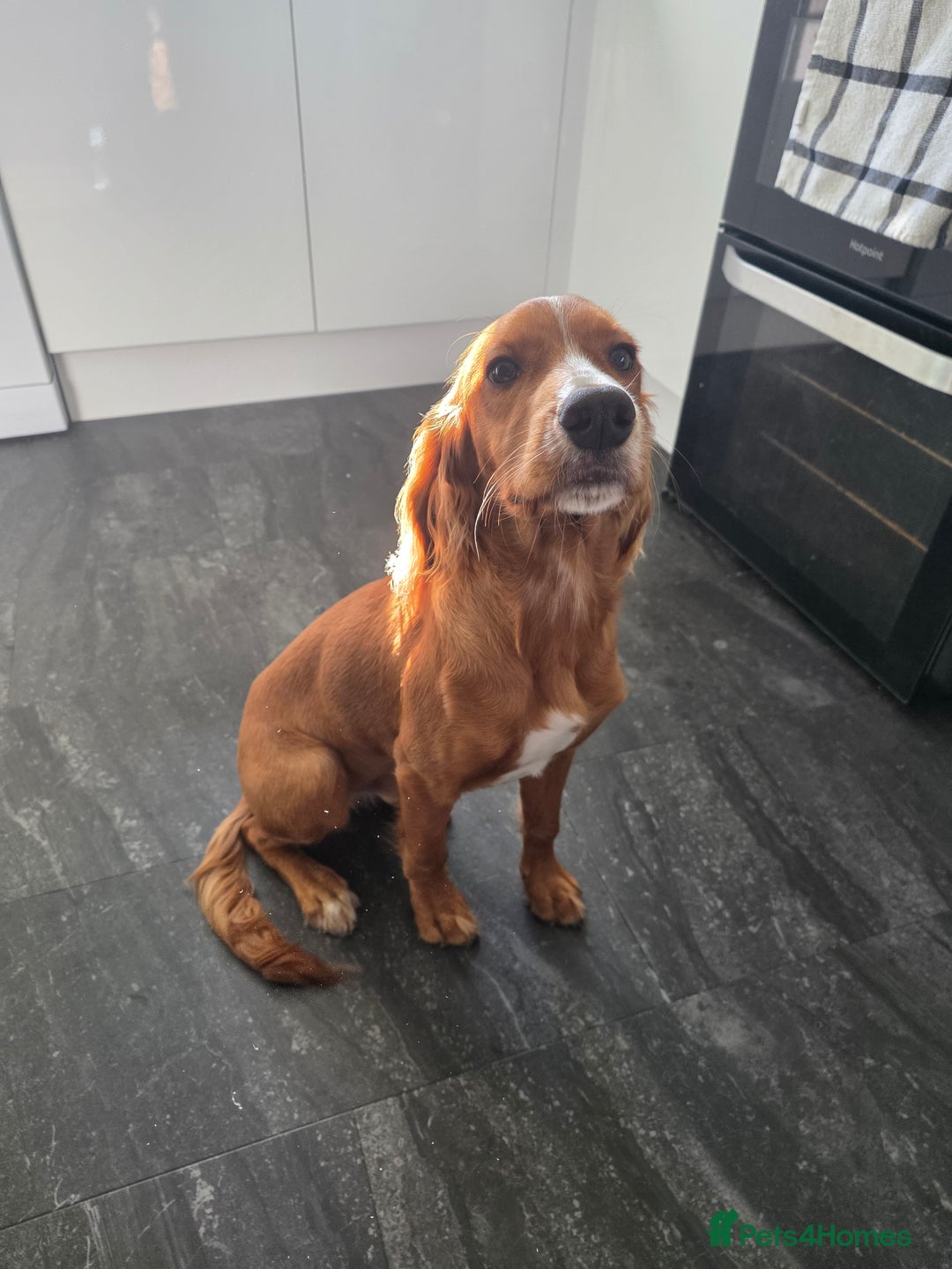 Cocker Spaniel dogs for sale: Chase  - Image 4