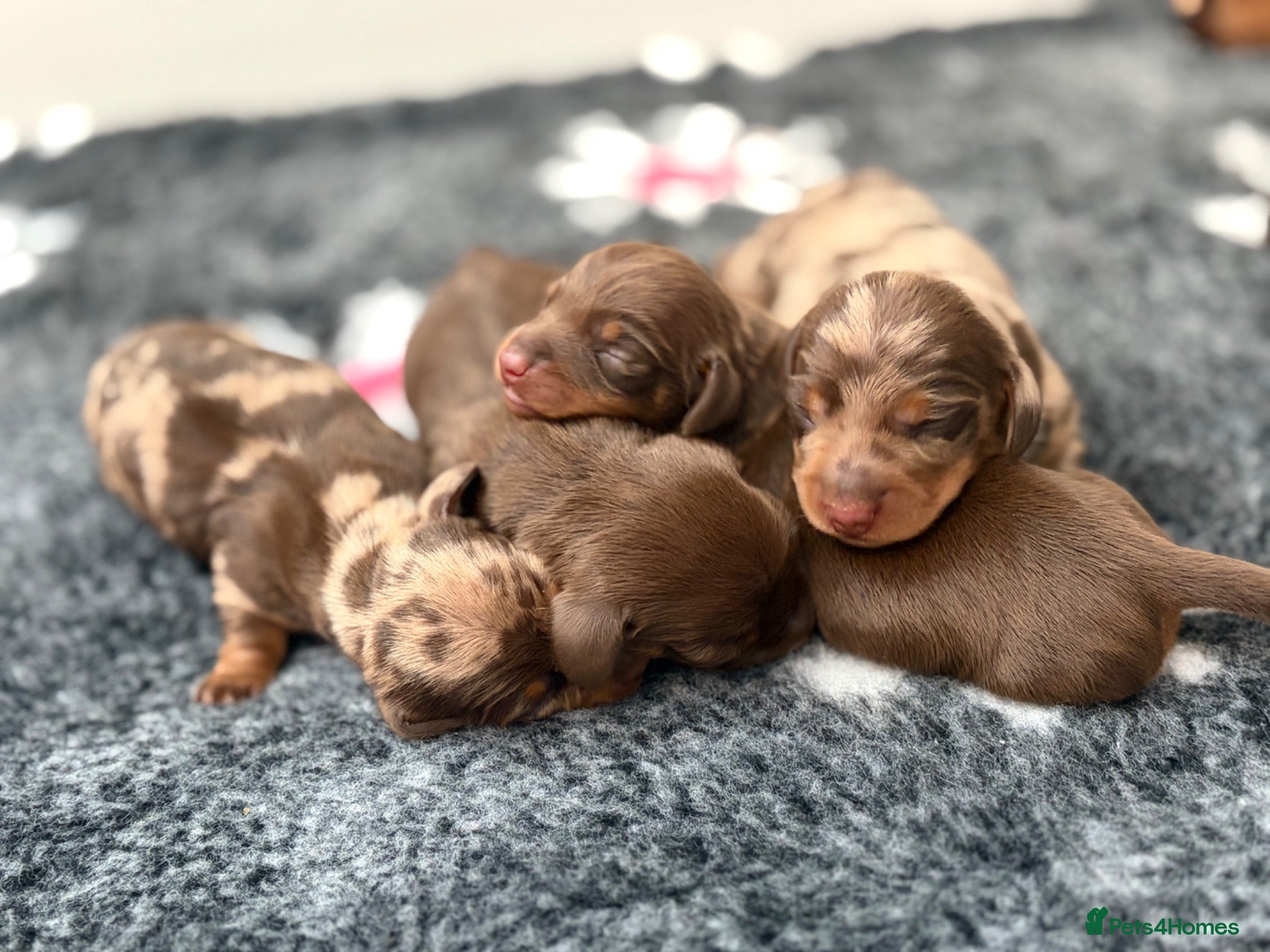 Miniature Dachshund dogs KC reg & health tested  - Advert 1