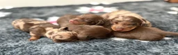 Miniature Dachshund dogs for sale: KC reg & health tested  - Advert 1