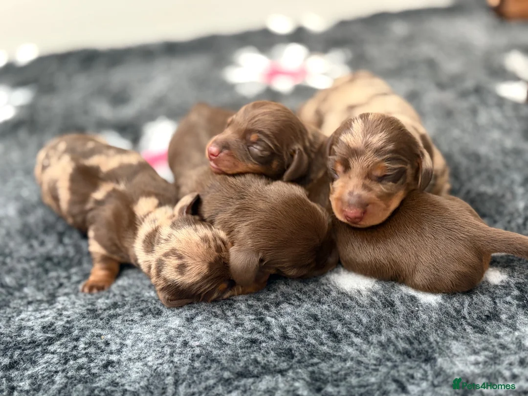 Miniature Dachshund dogs for sale: KC reg & health tested  - Advert 1