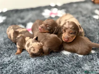 Miniature Dachshund dogs KC reg & health tested LAST GIRL - Advert 4