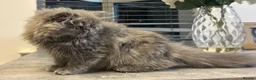 Persian cats for sale: Beautiful Persian Girl  - Advert 16