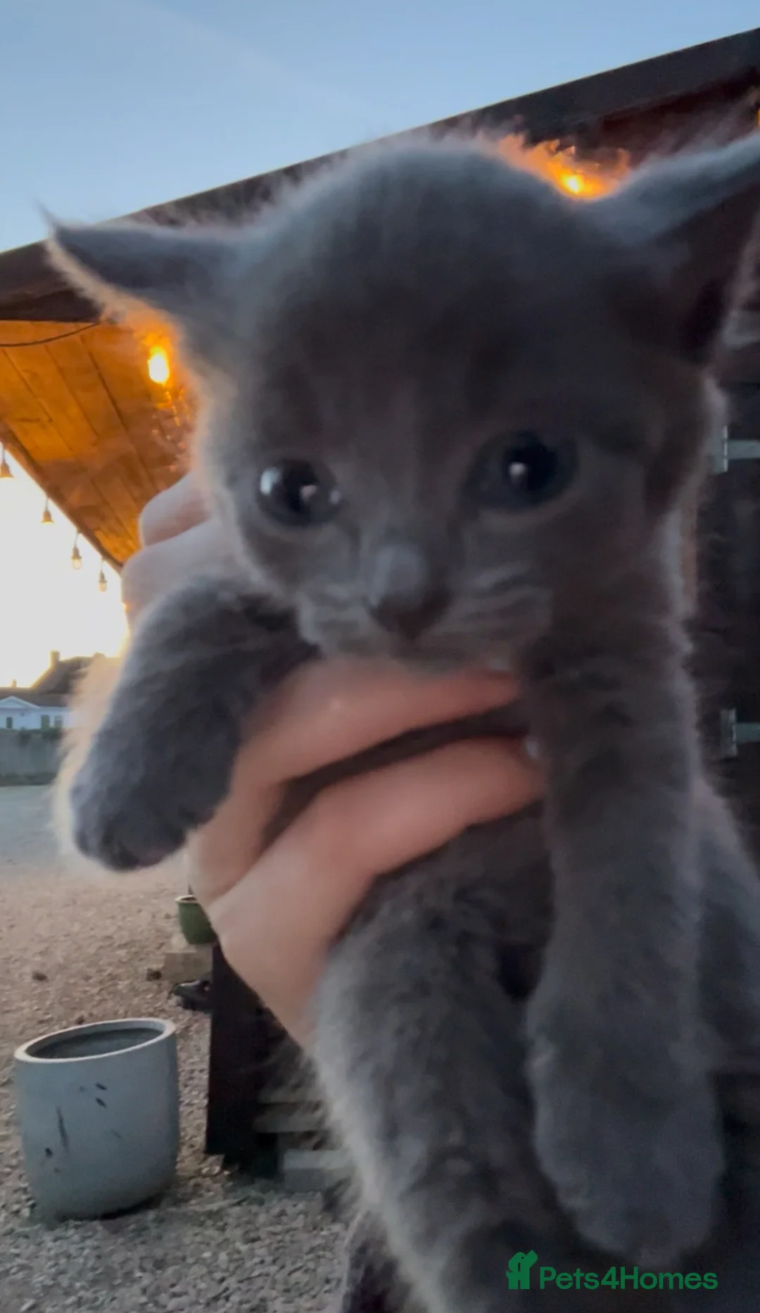 Mixed Breed cats for sale: Grey kitten  - Advert 3