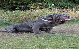 Neapolitan Mastiff dogs for sale: Neapolitan mastiff puppies due 27th September - Image 5