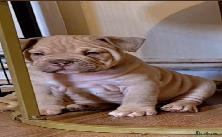 Mixed Breed dogs Stunning English bulldog mix pocket bully  - Advert 8