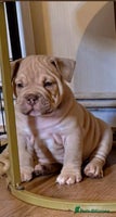 Mixed Breed dogs Stunning English bulldog mix pocket bully - Advert 5