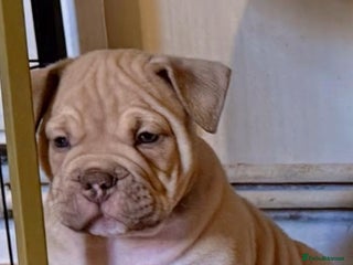 Mixed Breed dogs Stunning English bulldog mix pocket bully - Advert 9