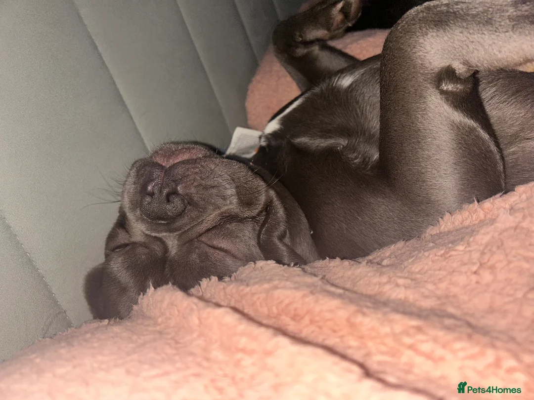 French Bulldog dogs for stud: Ready for stud  - Advert 1