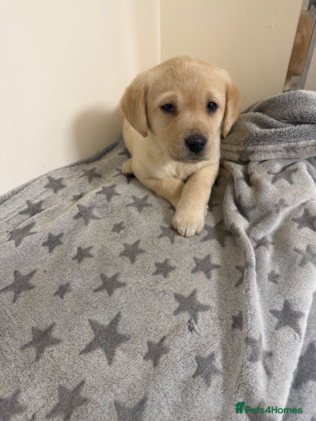 Labrador Retriever dogs for sale: Labradors - Advert 8