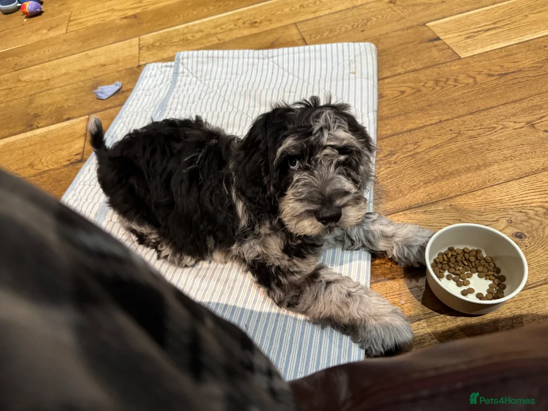 Cockapoo dogs for sale: Arlo - cockapoo puppy - Advert 1