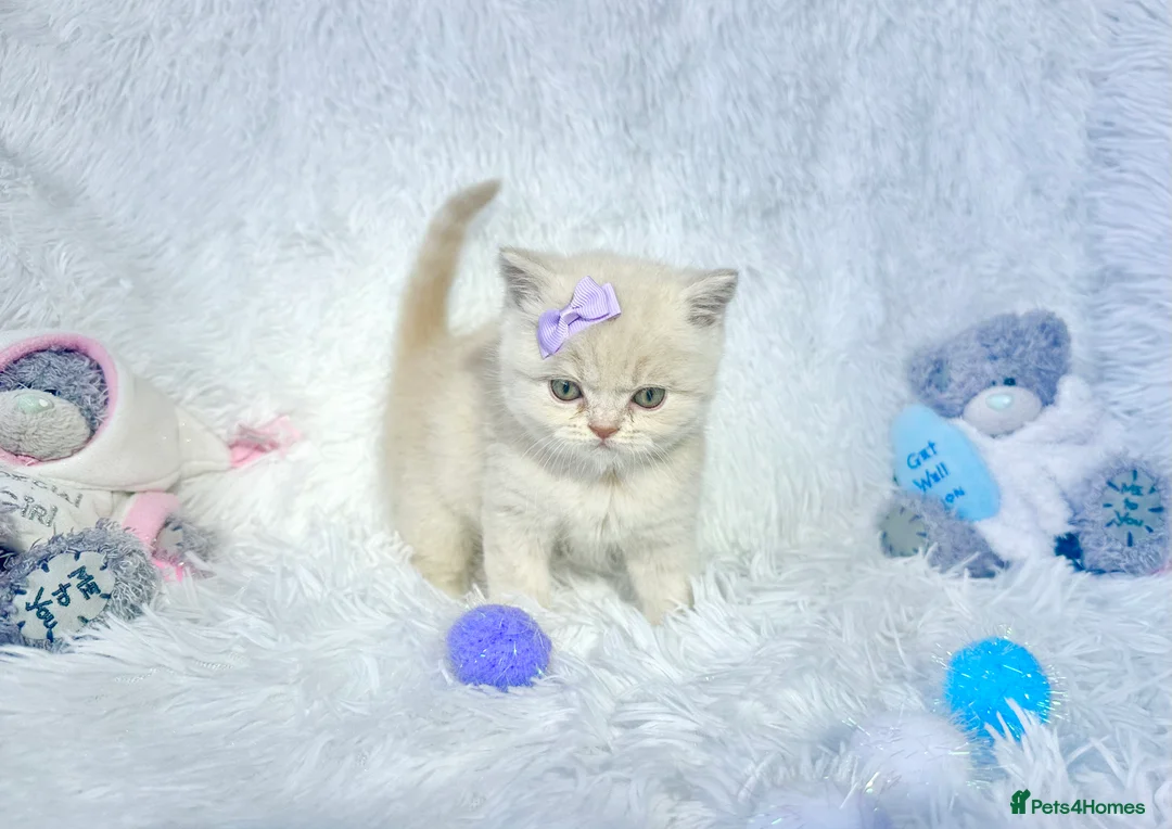 British Shorthair cats for sale: ⭐️ British Shorthair & Longhaired Kittens⭐️  - Advert 20