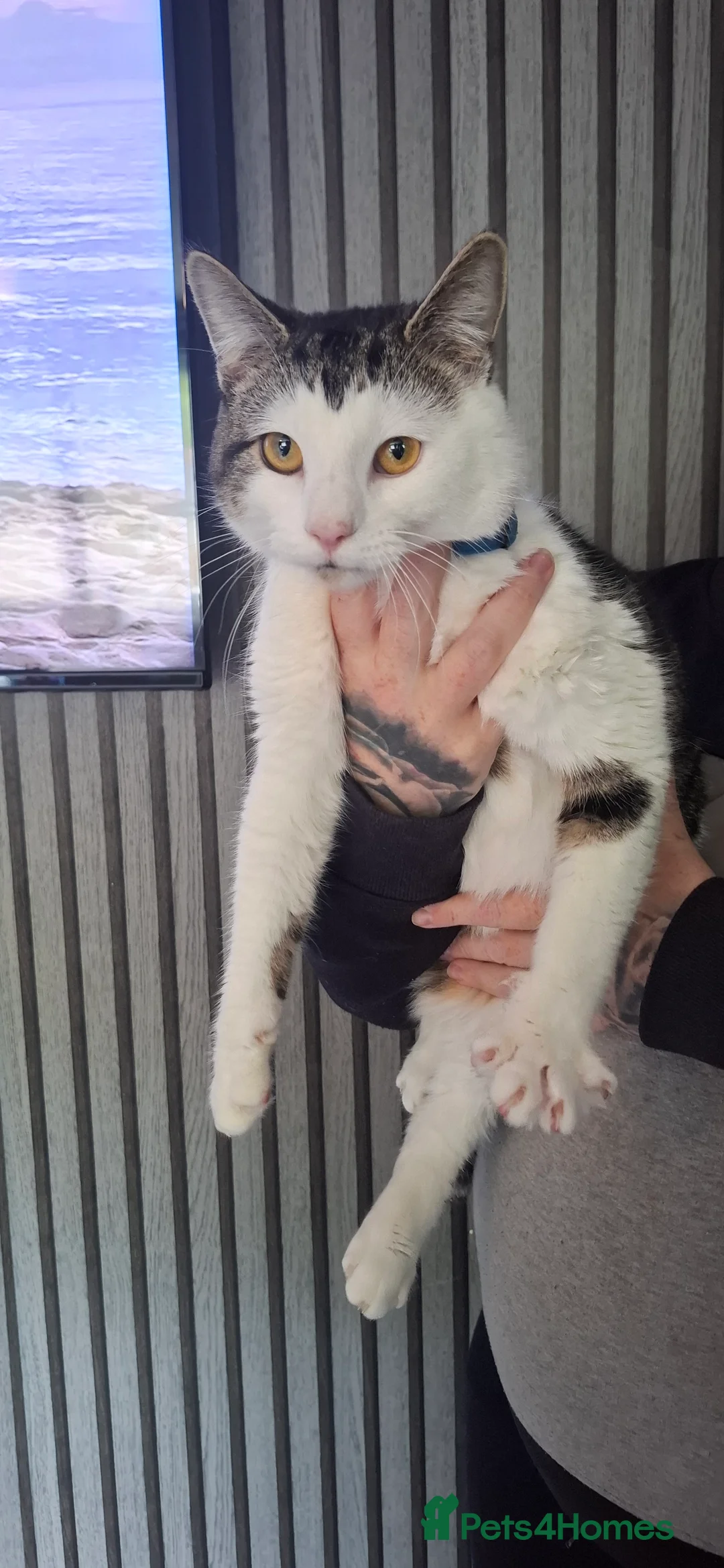 Mixed Breed cats for sale: 1 boy 5 girls looking for a new home  in Ashton-under-Lyne - Advert 2