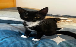 Mixed Breed cats for sale: 1-month-old mixed bread kittens in Oldham - Image 7