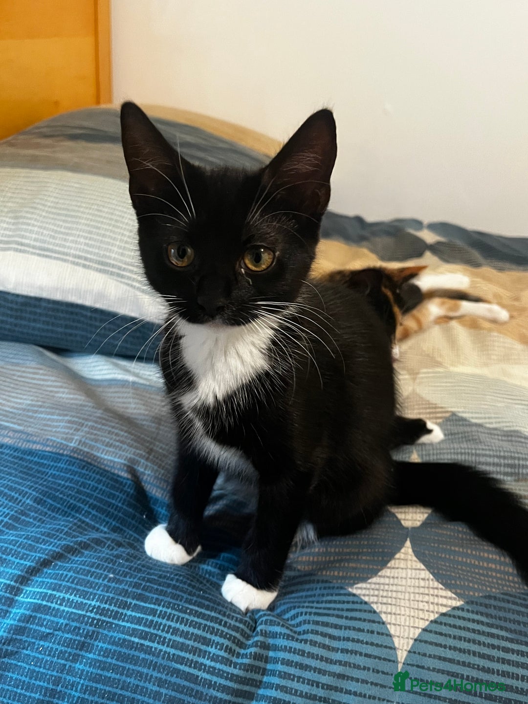 Mixed Breed cats for sale: 1-month-old mixed bread kittens in Oldham - Image 7