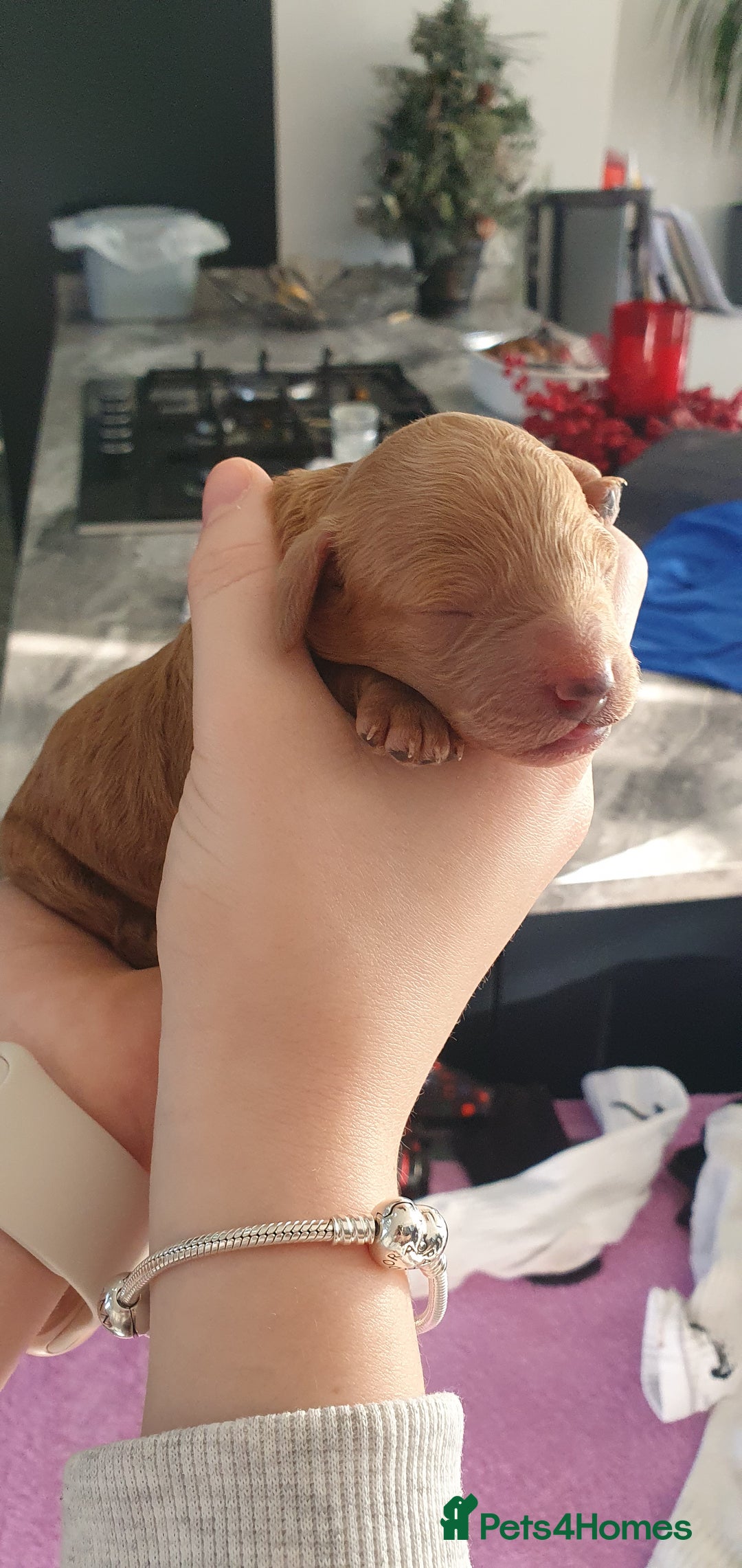 Cockapoo dogs for sale: Top quality F1b Toy Cockapoo puppies - Advert 22