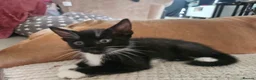 Mixed Breed cats for sale: Mix breed kittens mum is bengal cross - Advert 6