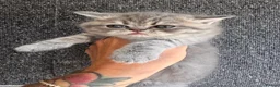 Persian cats for sale: Beautiful Scottish fold exotic Persian kittens  in Birmingham - Advert 5