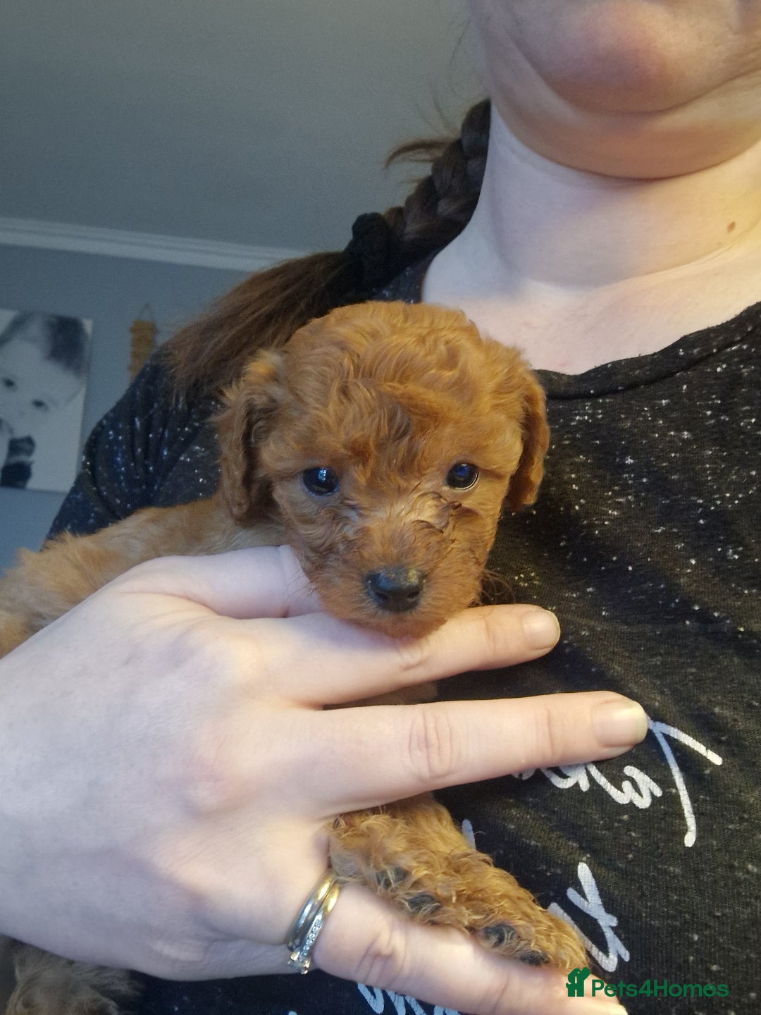 Cavapoochon dogs for sale: Cavapoochon puppies available  - Image 13