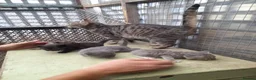 Aegean cats for sale: Agean x kittens for sale  - Advert 13