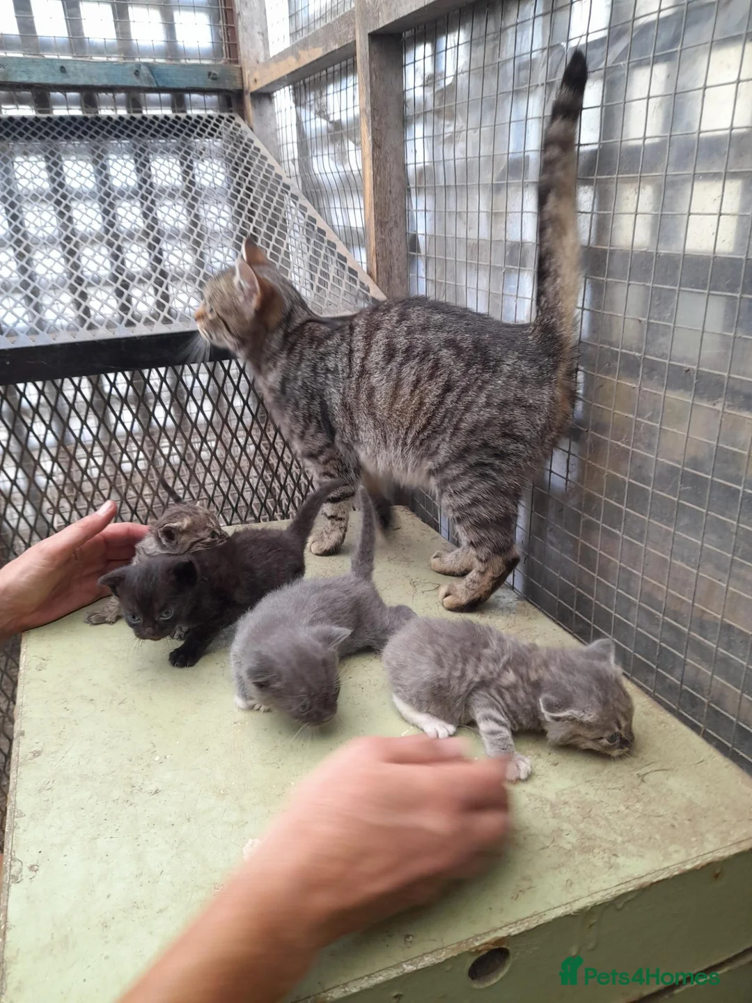 Aegean cats for sale: Agean x kittens for sale  - Advert 13