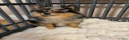 Pomchi dogs for sale: Beautiful Blue/Tan Pomeranian Merle Girl  - Advert 15