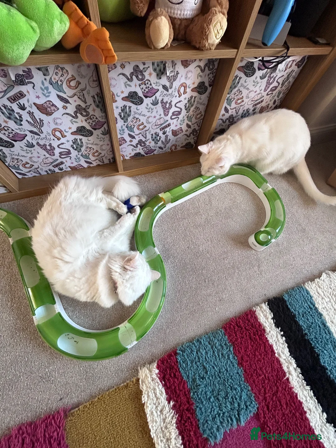 British Longhair cats for sale: 2 beautiful white cats  - Advert 5