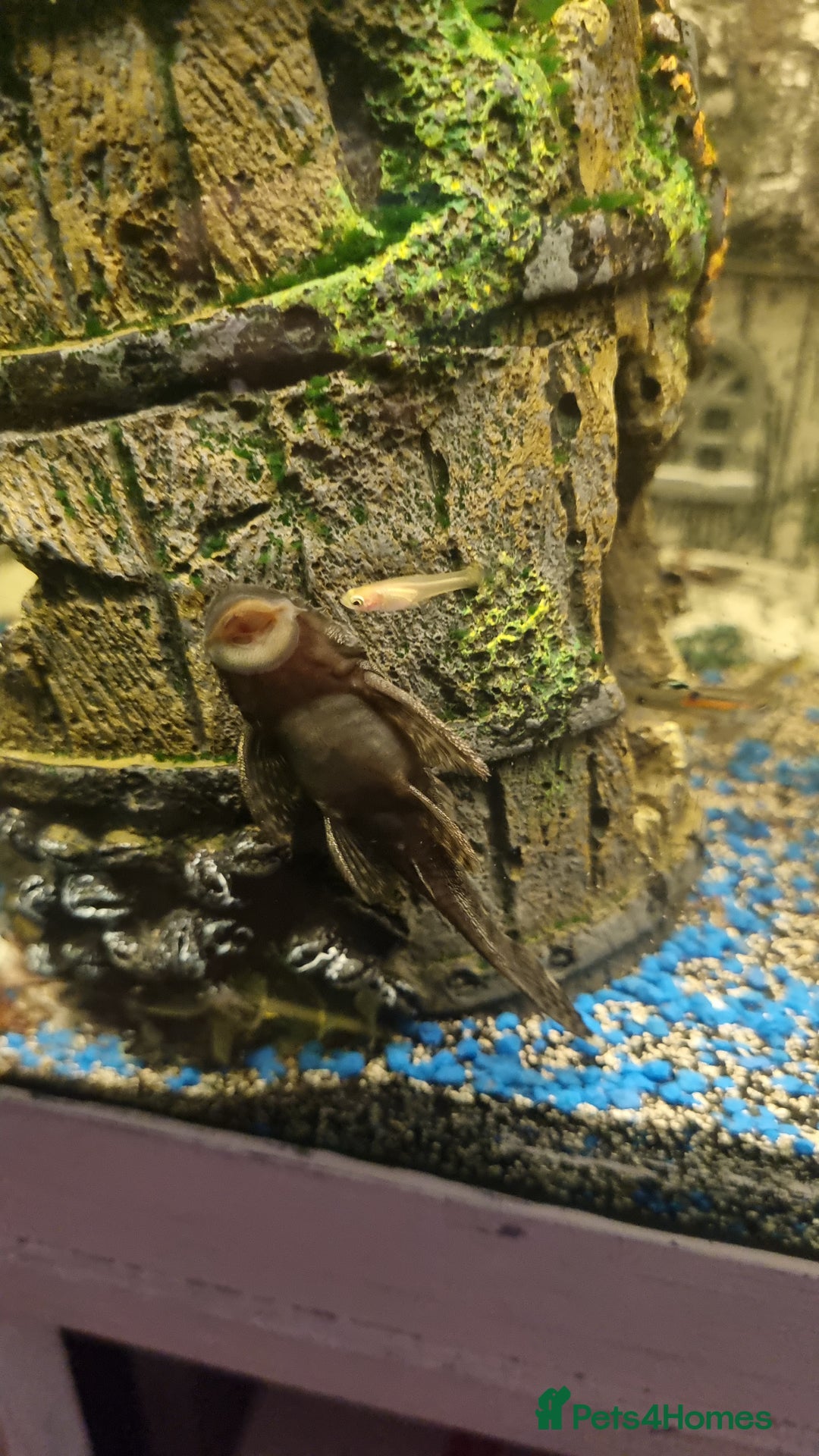 Plecos fish for sale: Plecos and guppies  - Advert 12