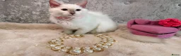 Ragdoll cats for sale: 🌟Stunning HCM PKD Clear ✅ 💕 Ragdoll Kittens 🌟 - Advert 6