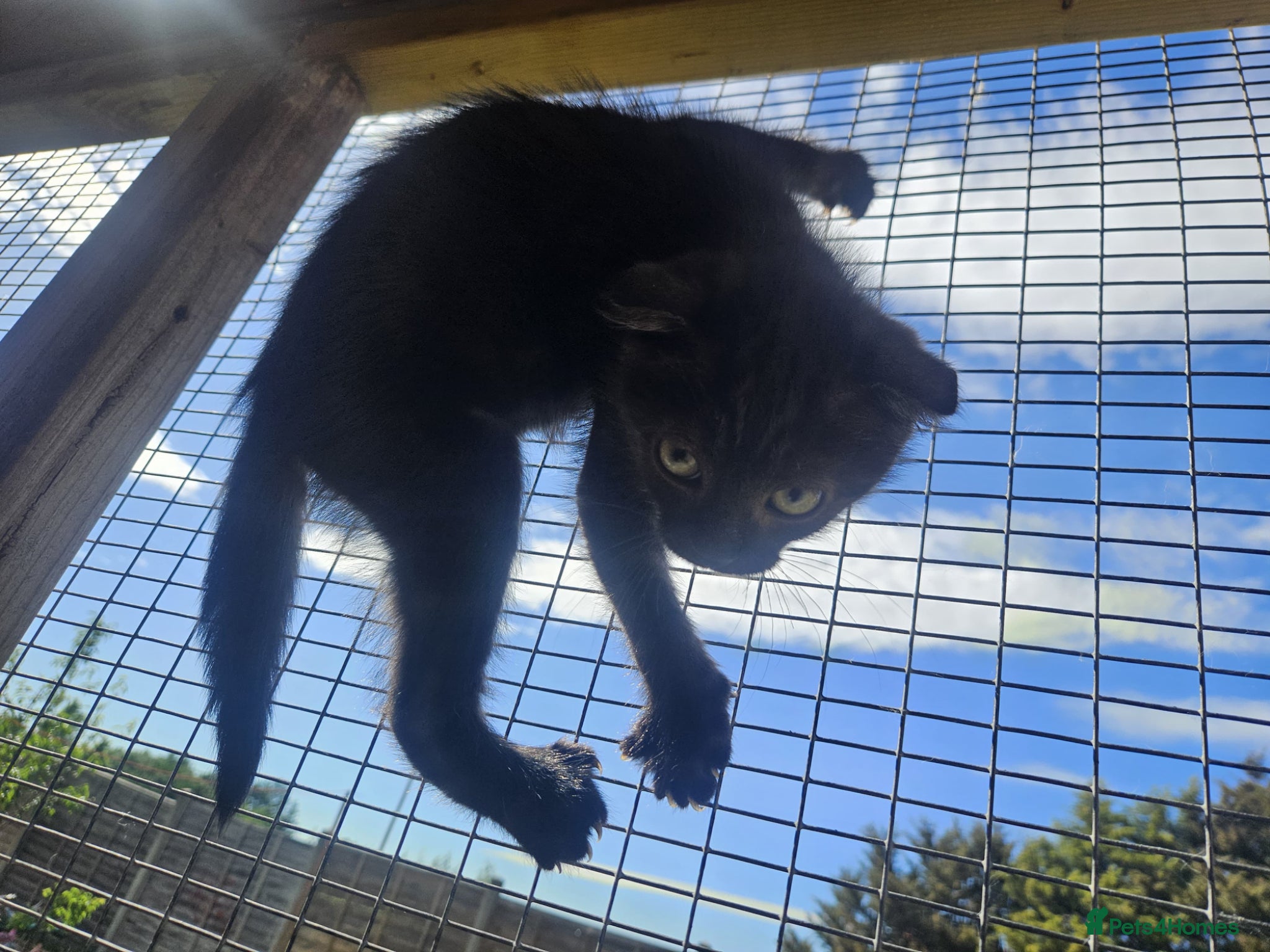 Mixed Breed cats Beautiful Kittens Dogs & Kids Friendly  - Advert 11